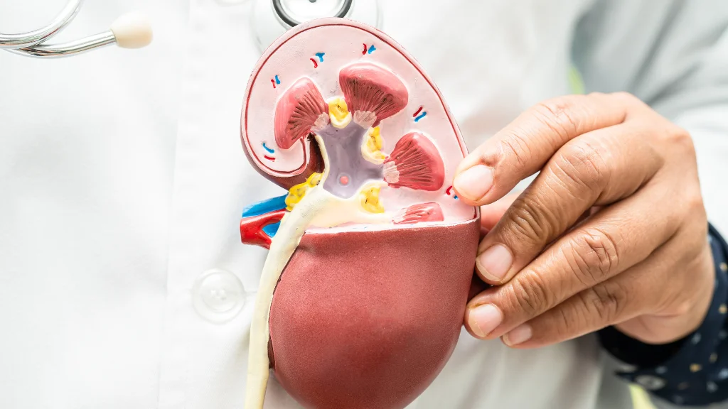 Kidney Transplant Surgery